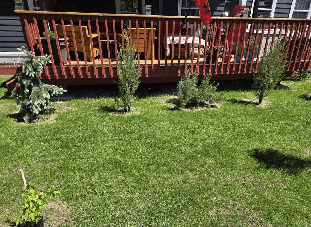 A yard featuring several trees and a wooden deck.
