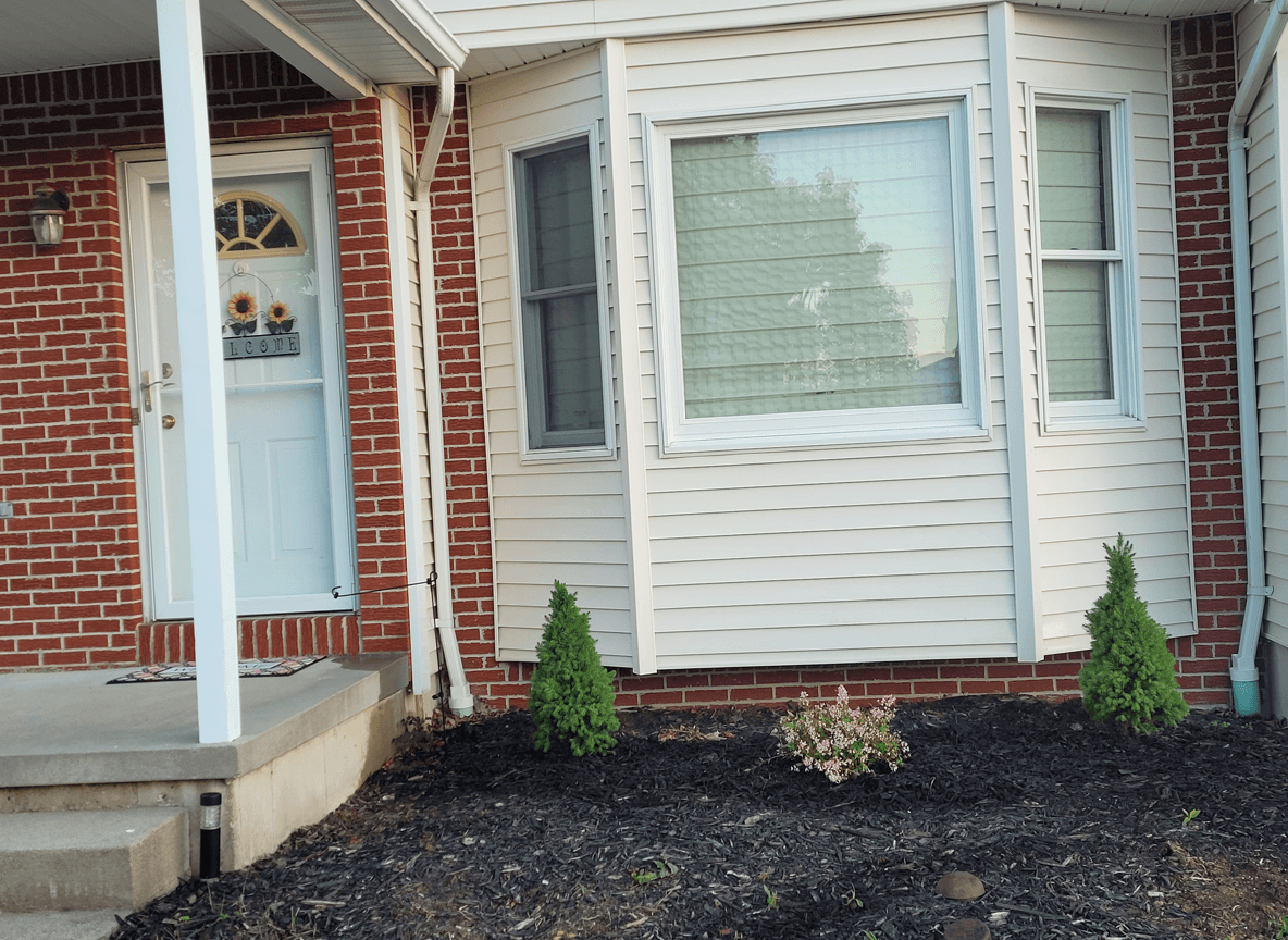 A front yard with two small evergreen plants and a flowering bush.