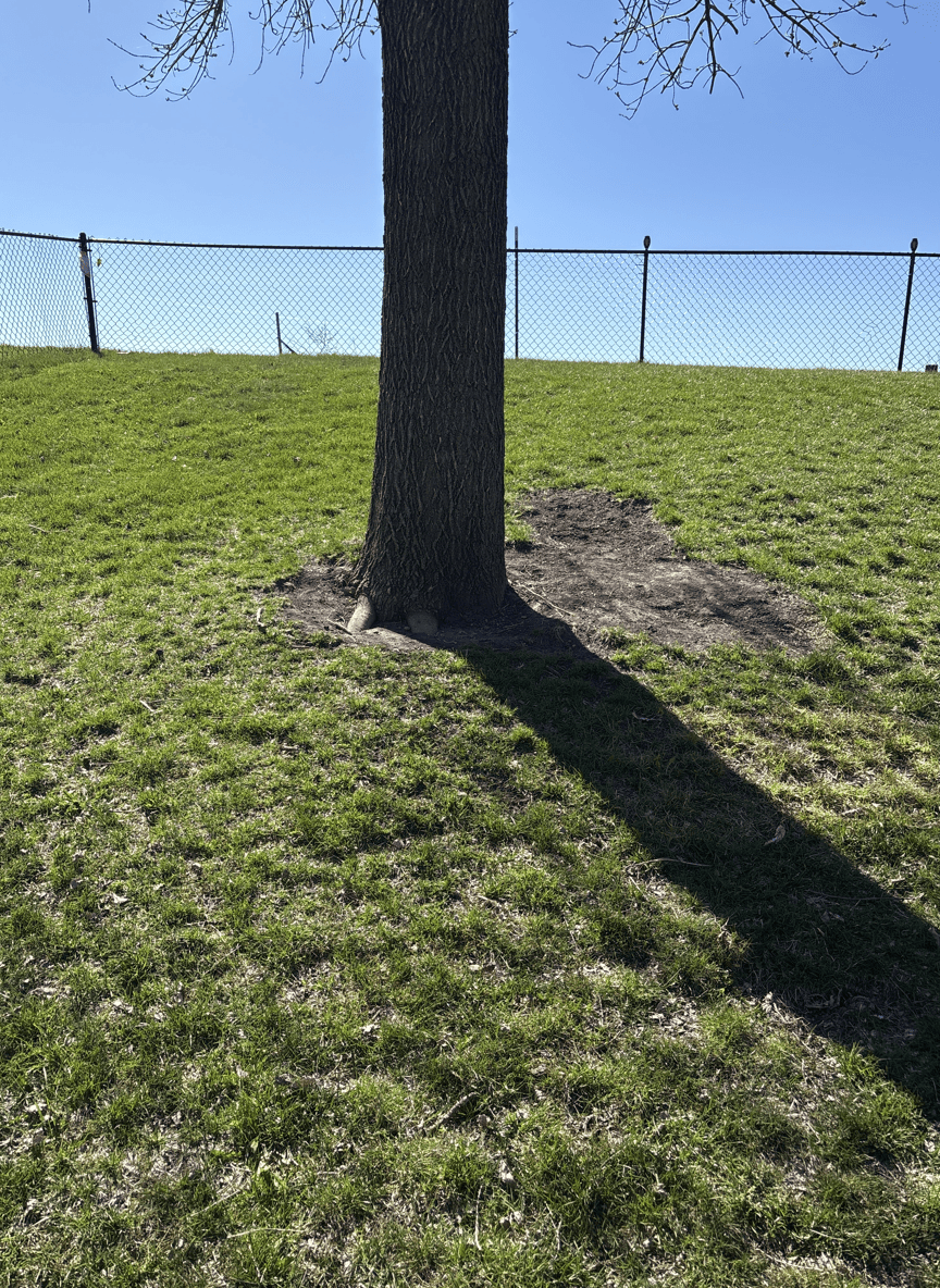 A grassy area with a tree and a fence in the background, seeking design suggestions.