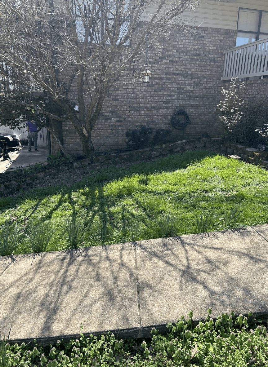 A yard with grass and plants near a sidewalk, seeking landscaping advice.