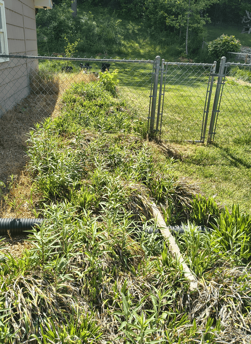 A garden area with monkey grass and a fence, seeking shrub suggestions.