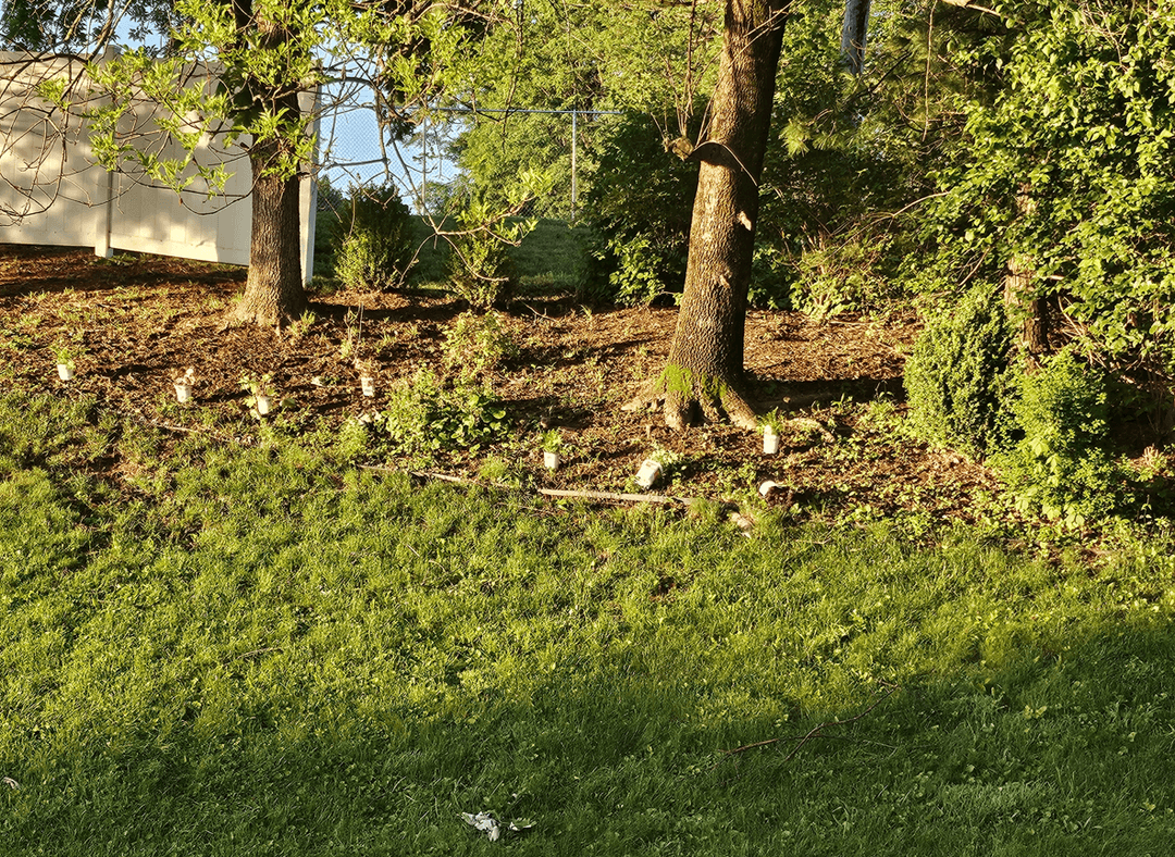 A shady hill with sparse plants and trees, seeking landscaping ideas.