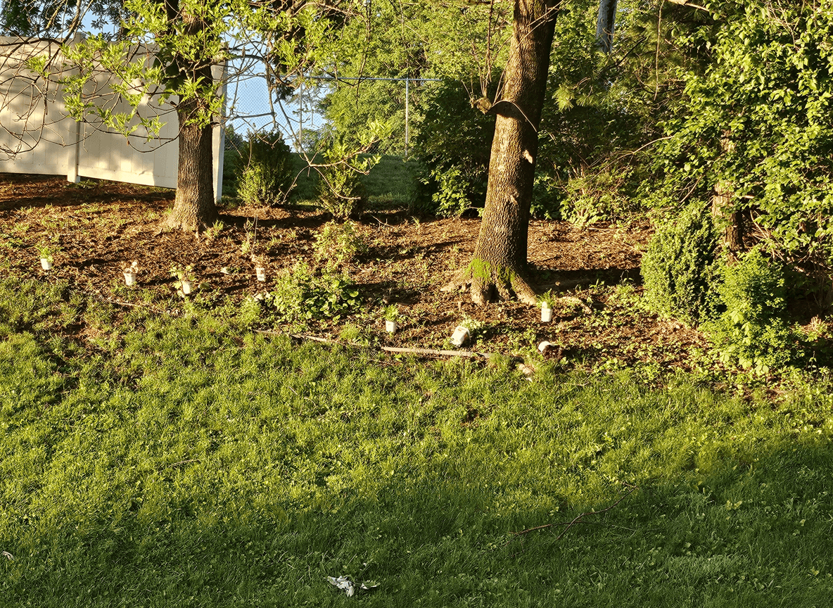A shady hill with sparse plants and trees, seeking landscaping ideas.
