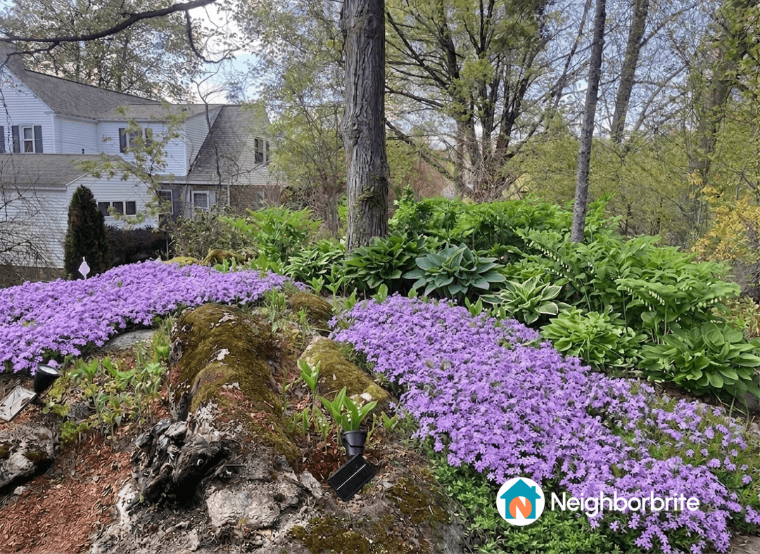 A garden featuring hostas, solomon's seal, and creeping phlox.