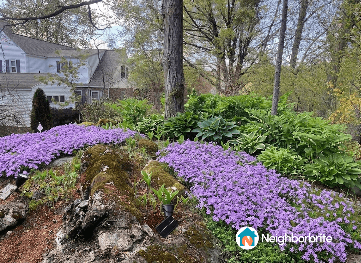 A garden featuring hostas, solomon's seal, and creeping phlox.