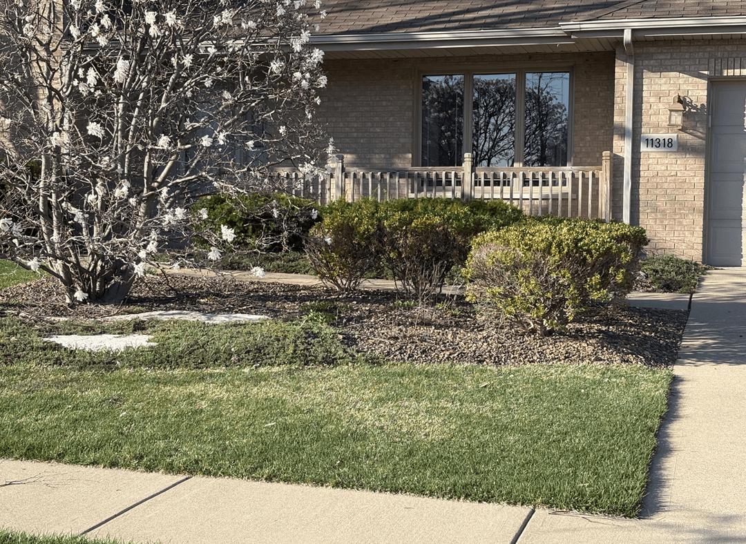 Front yard with flowering tree and landscaped shrubs.