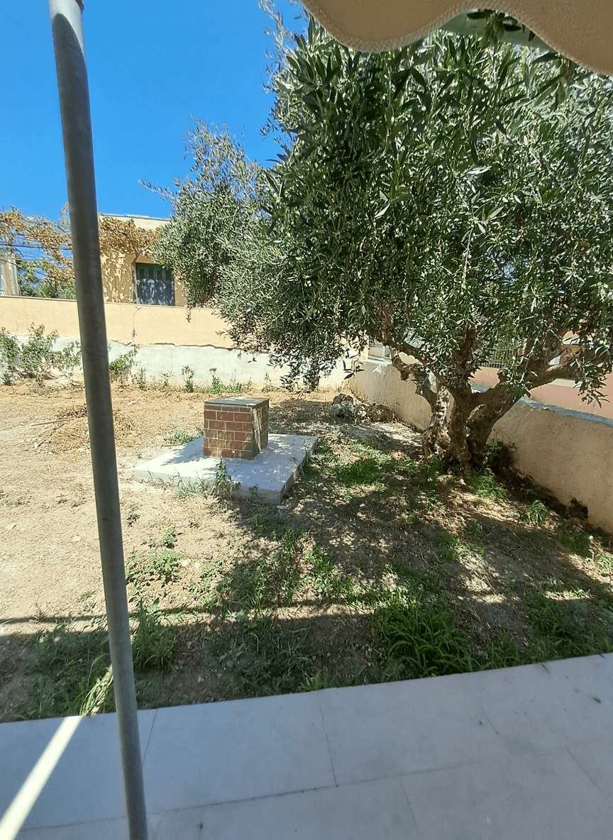 A garden space featuring an olive tree and a brick structure.