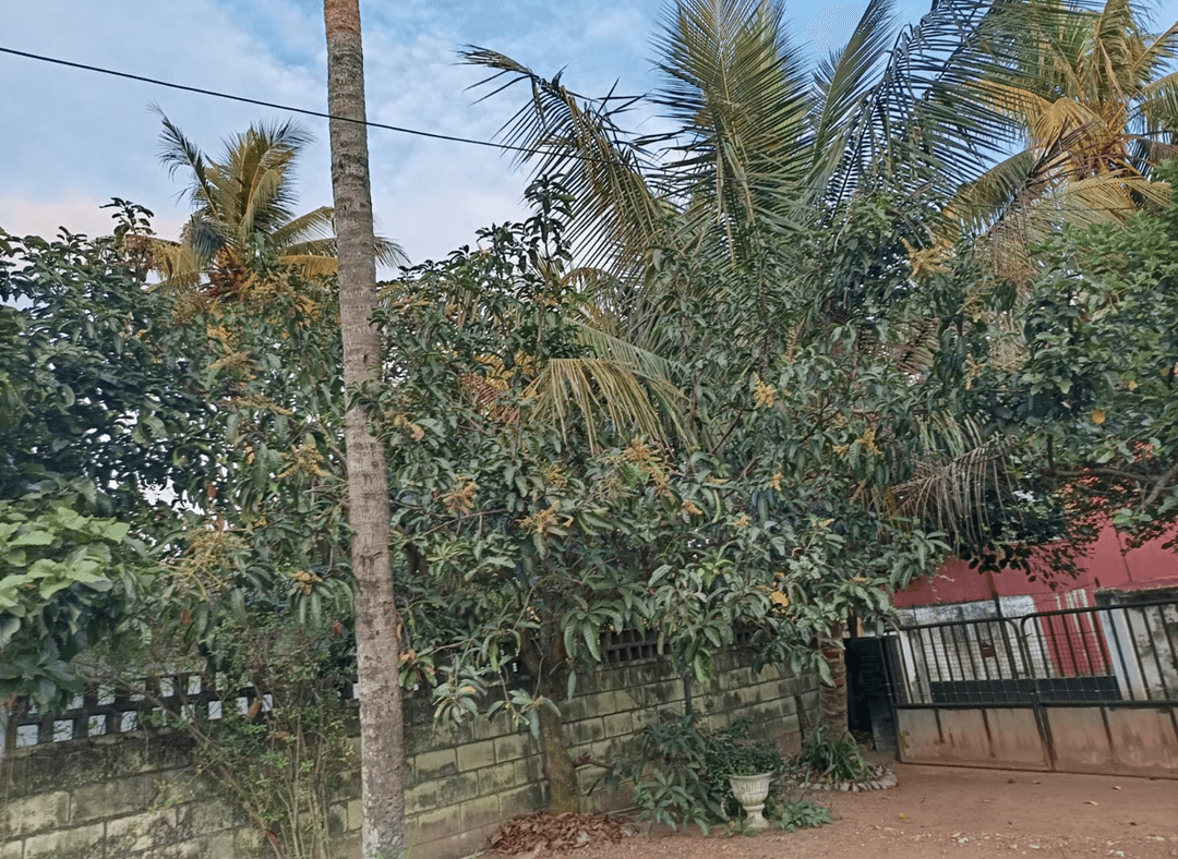 A lush yard with palm trees and greenery, showcasing a modern landscape design.