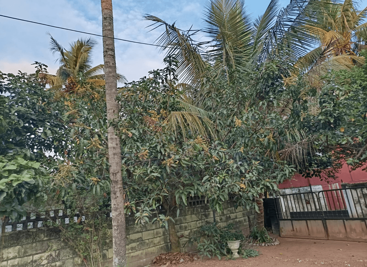 A lush yard with palm trees and greenery, showcasing a modern landscape design.
