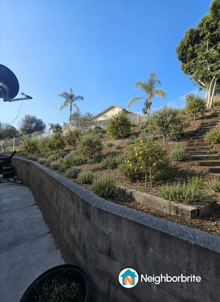 A sloped garden featuring citrus trees and lavender plants under a clear blue sky.