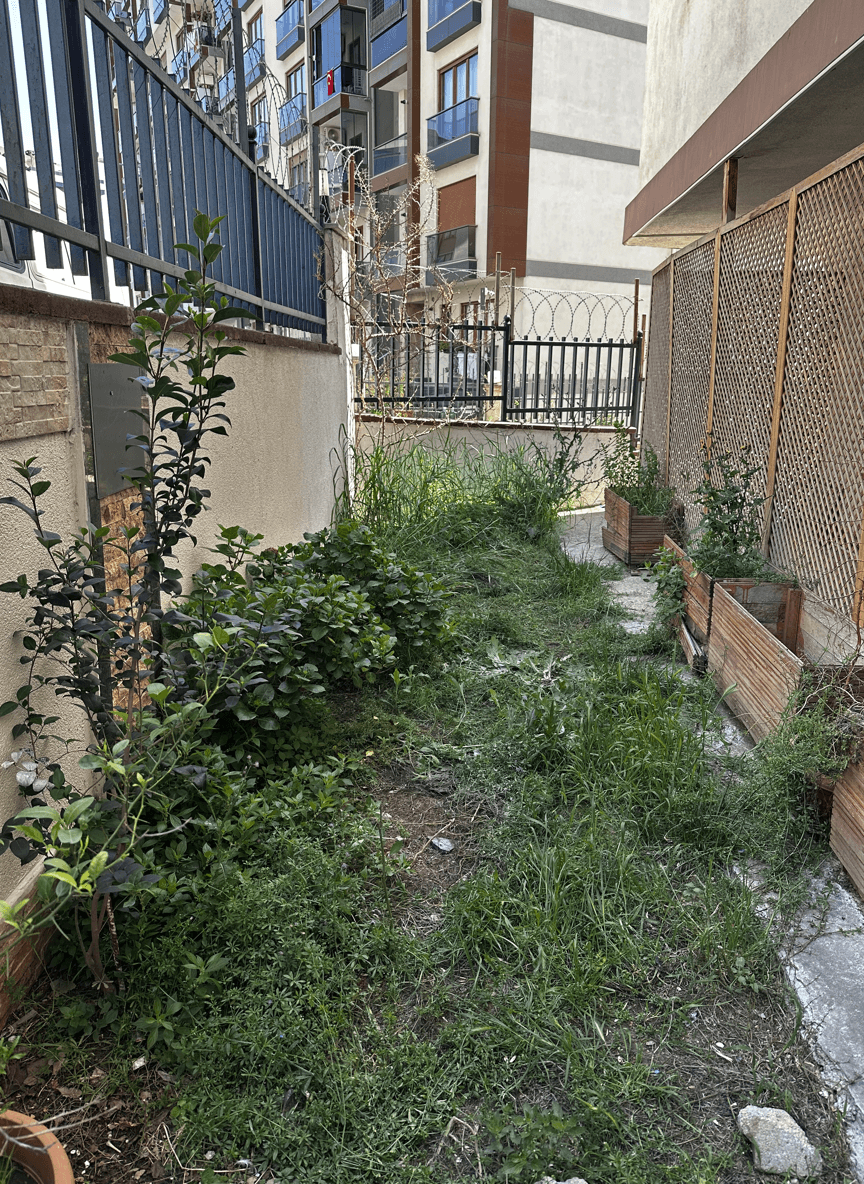 Overgrown garden area with potential for apple, pear trees, and flowers.