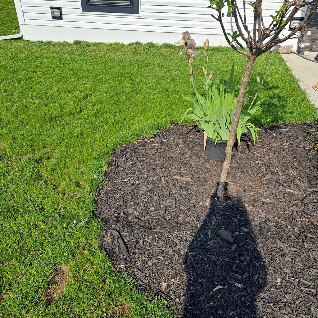 A grassy area with a small tree and flowers in a pot surrounded by mulch.