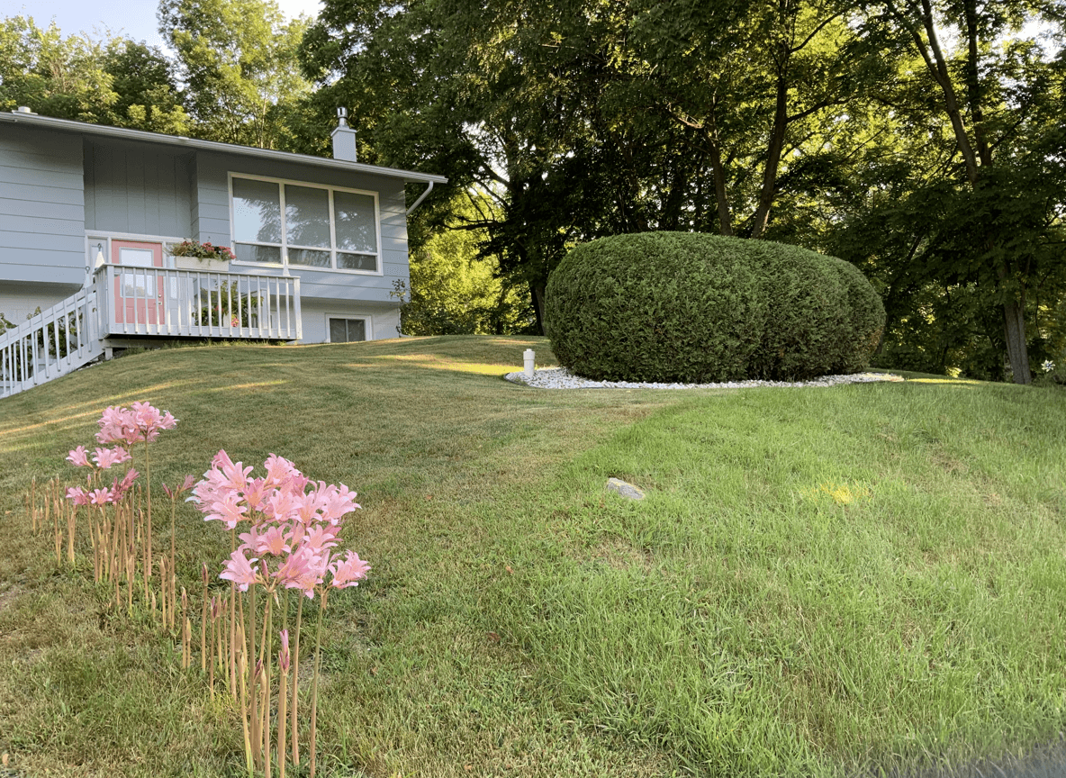 A yard featuring pink perennial flowers and a well-maintained bush with mulch.