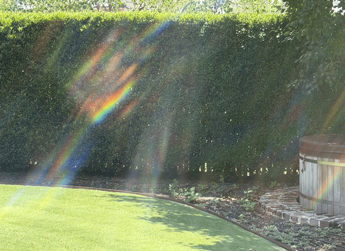 A lush green hedge with sunlight creating rainbow reflections.