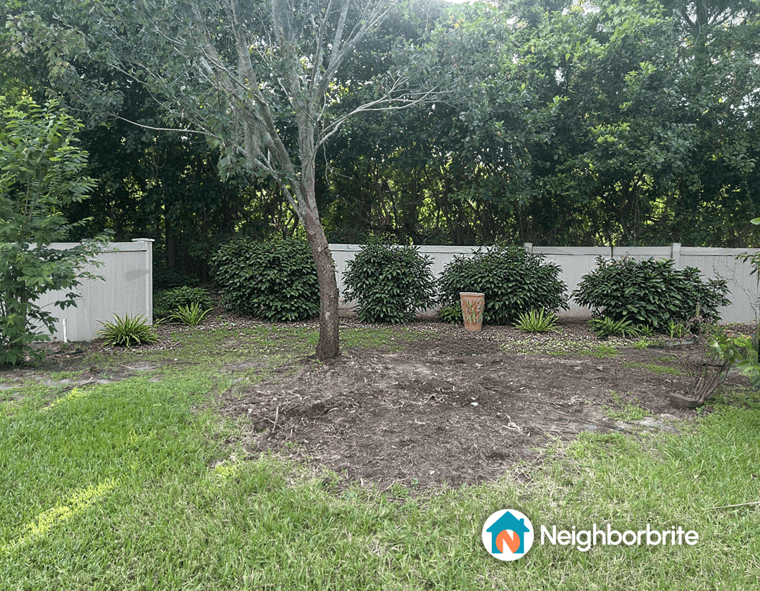 A garden area with trees and shrubs, asking about bird of paradise spacing.