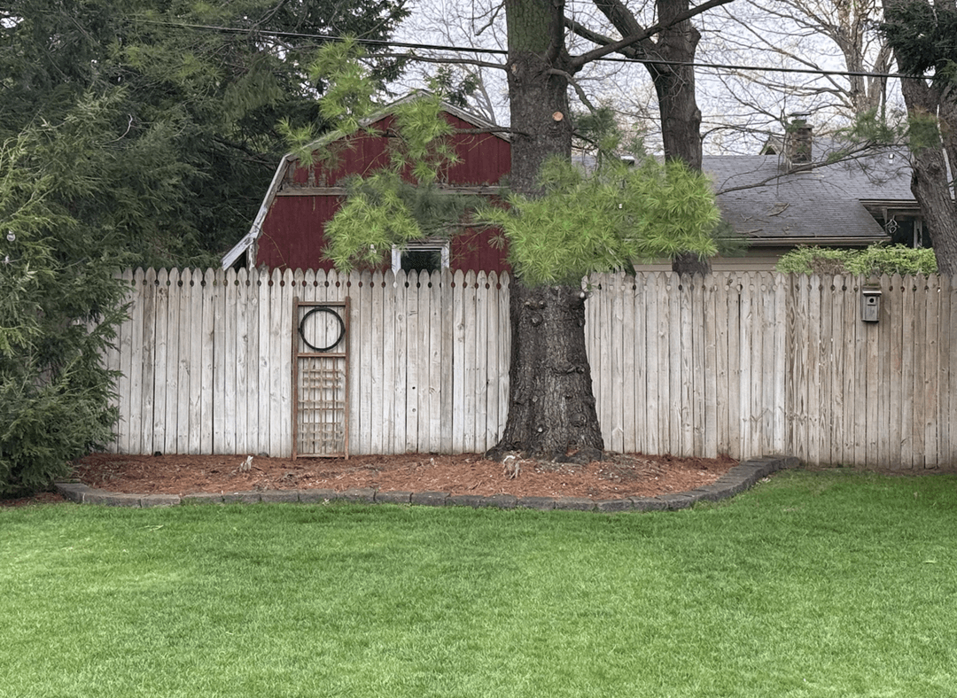 A yard with a wooden fence, a large tree, and a trellis feature.