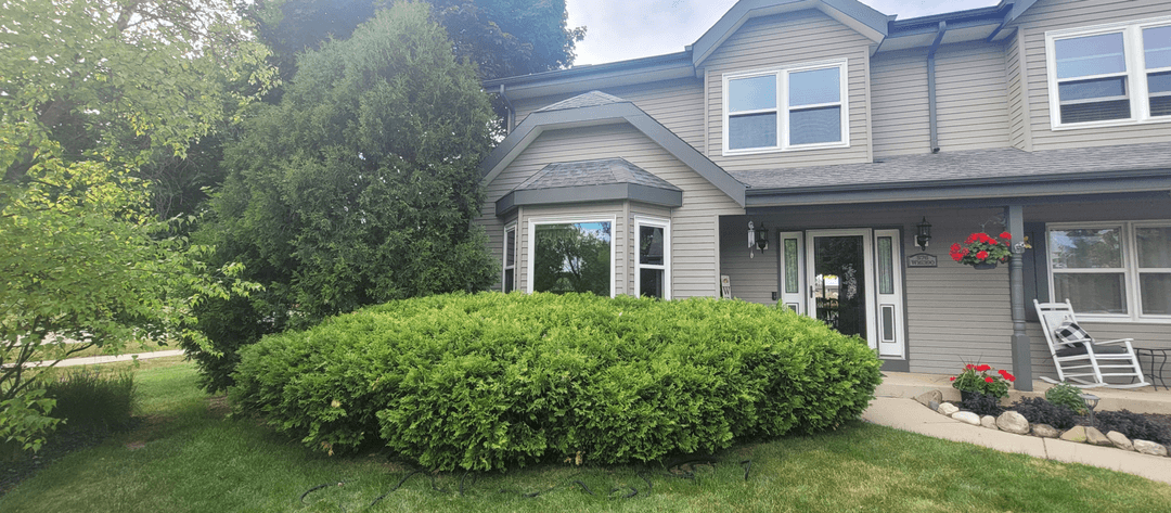Overgrown arborvitae bushes in front of a bay window.