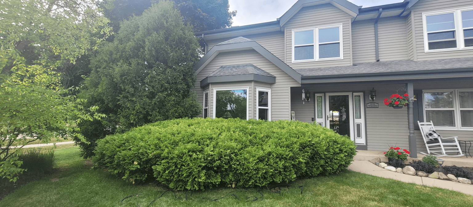 Overgrown arborvitae bushes in front of a bay window.