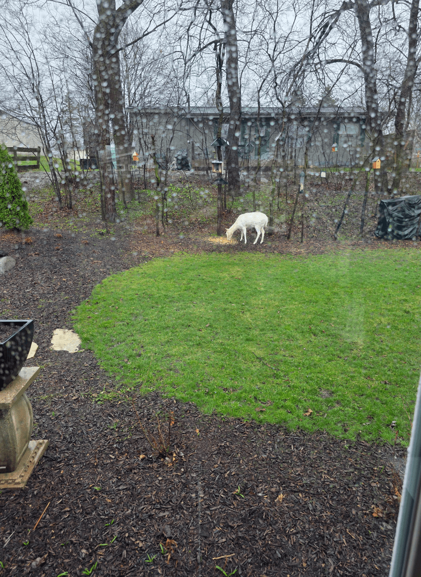 A white deer grazing in a yard with trees and a shed in the background.