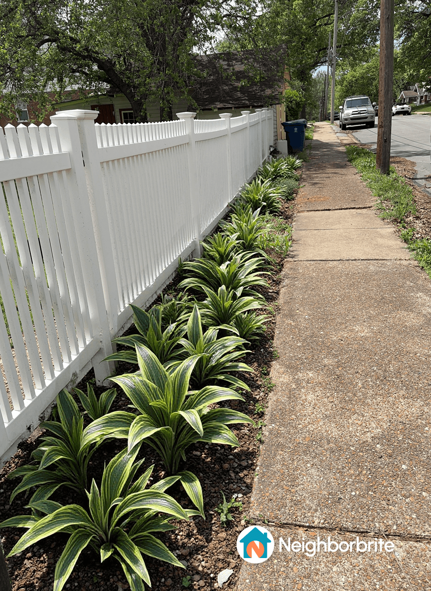 A row of green and yellow striped plants along a white picket fence.