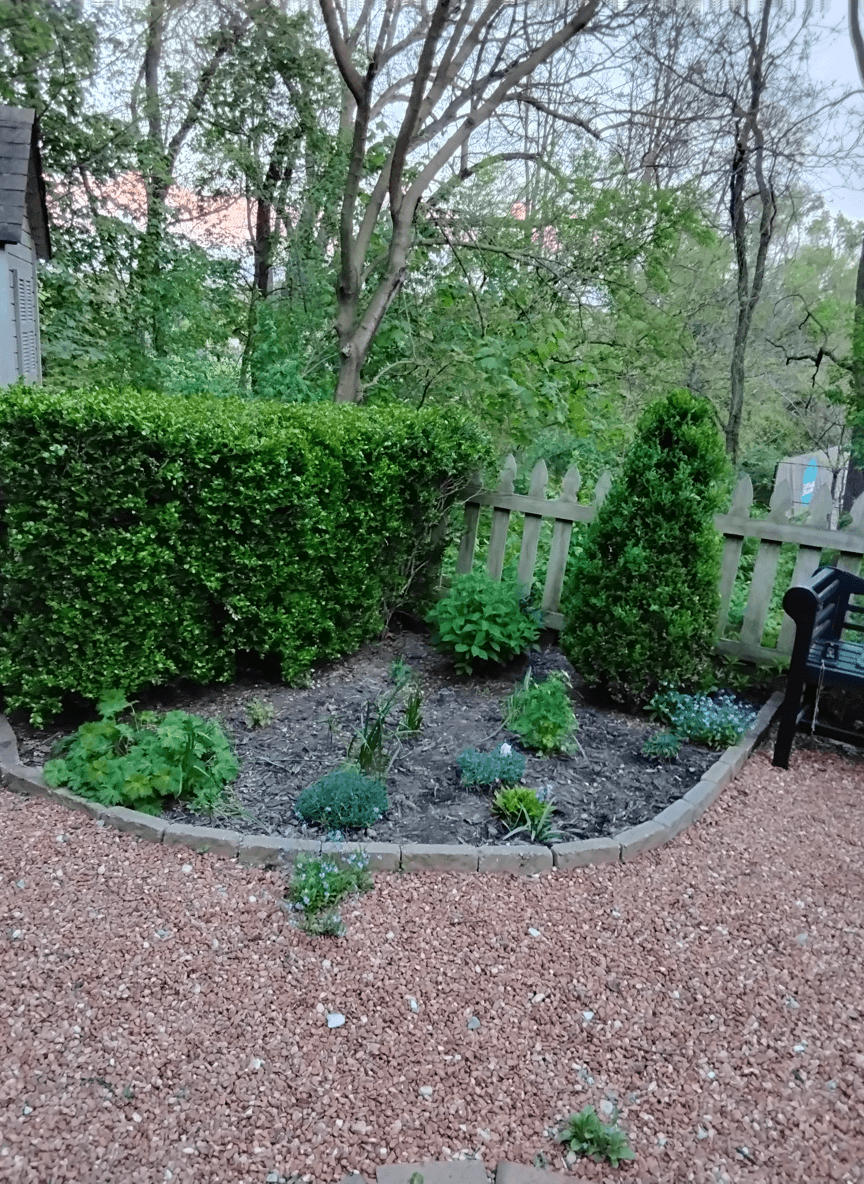 Boxwood hedges with a gap and surrounding garden area.