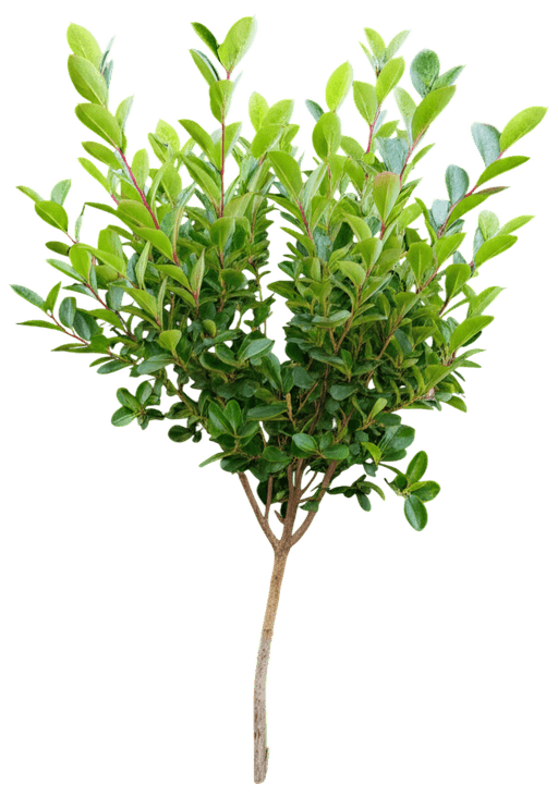 Chokeberry, Black (Aronia Melanocarpa) - Ground Layers