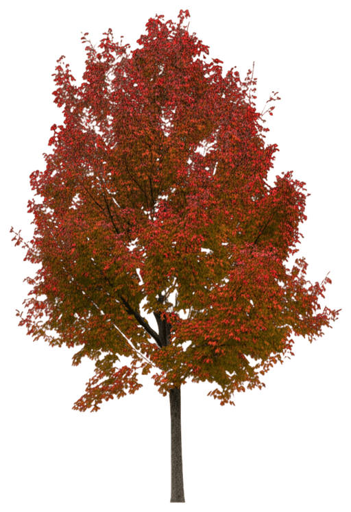 Black Gum (Black Tupelo, Sourwood) (Nyssa Sylvatica) - Shade Trees