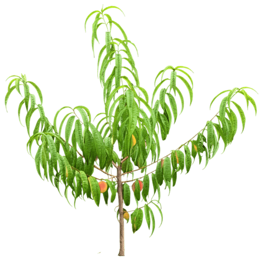 Bonanza Patio Peach (Prunus Persica 'Bonanza') - Fruit Trees