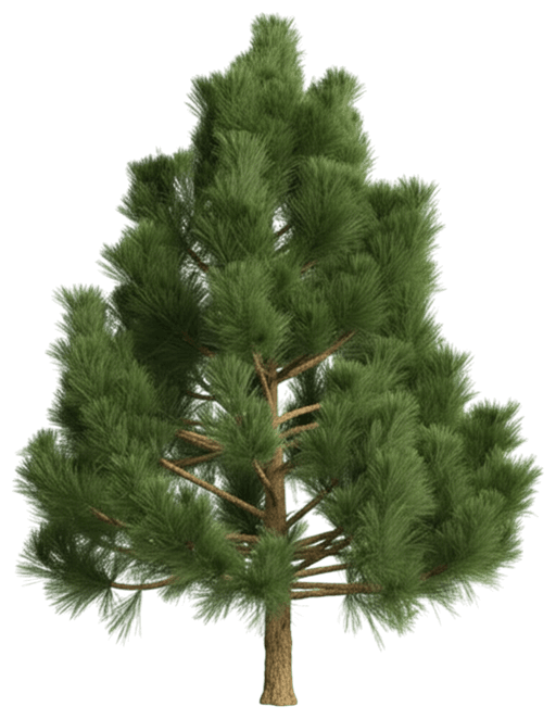 15 Ft. White Pine Garland (Pinus Strobus) - Evergreen Trees