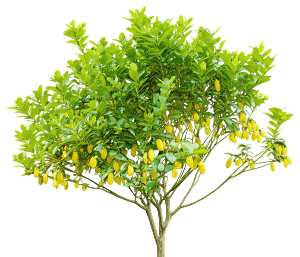 Australian Finger Lime Tree (Citrus Australasica) - Fruit Trees
