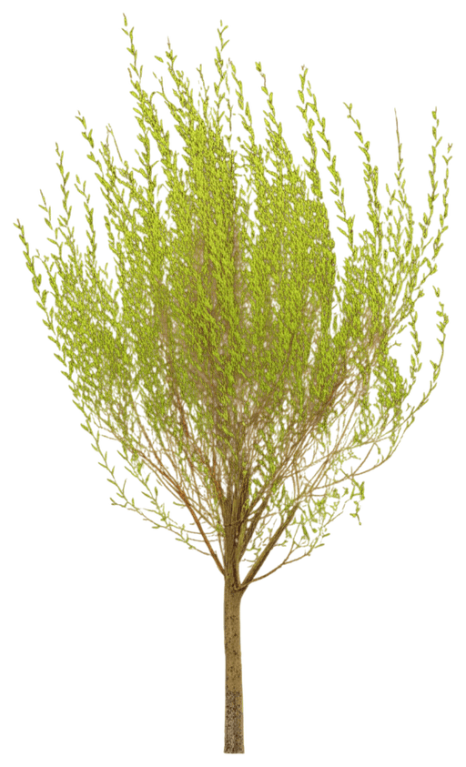 Willow, French Pussy (Salix Caprea) - Ground Layers