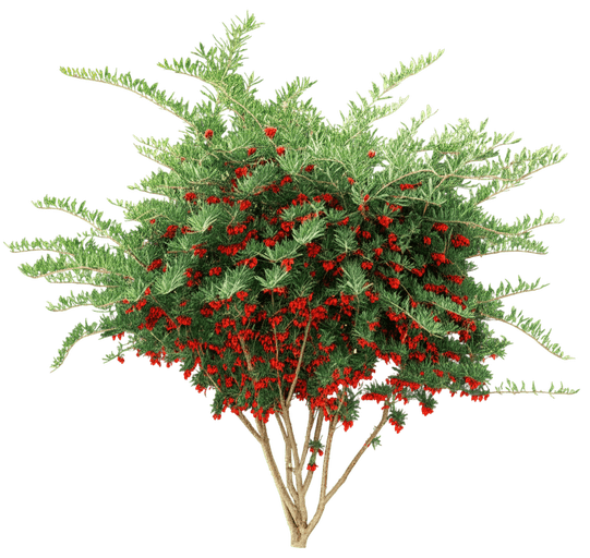 Goji Berry (Lycium Barbarum) - Ground Layers