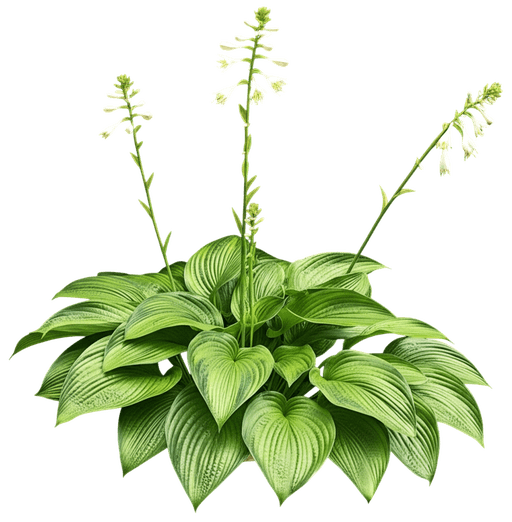 Guacamole Hosta (Hosta 'Guacamole') - Perennials