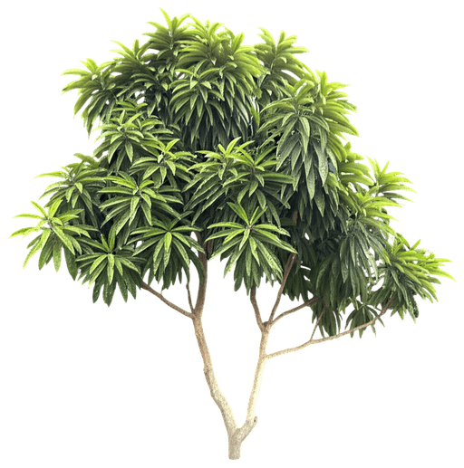 Japanese Loquat (Eriobotrya Japonica) - Fruit Trees