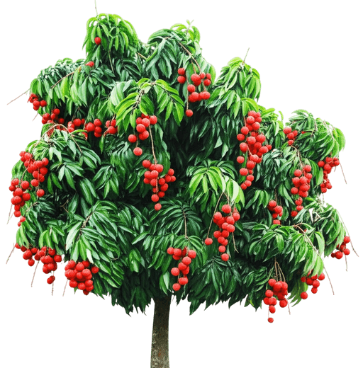 Mauritius Lychee (Litchi Chinensis) - Fruit Trees