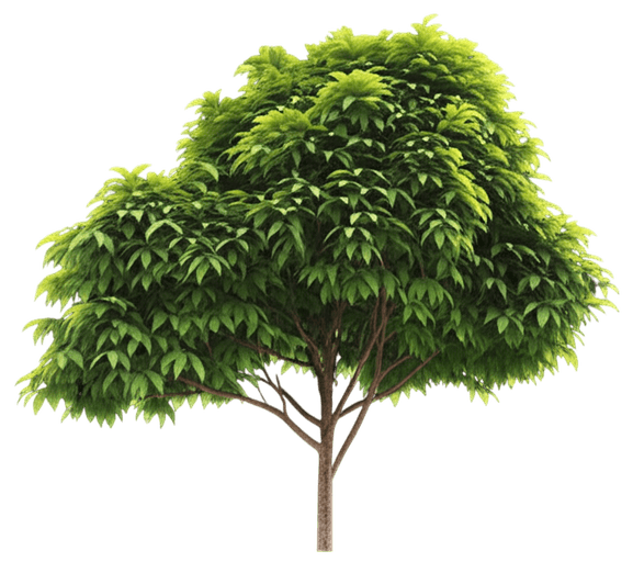 (Asimina Triloba) - Fruit Trees