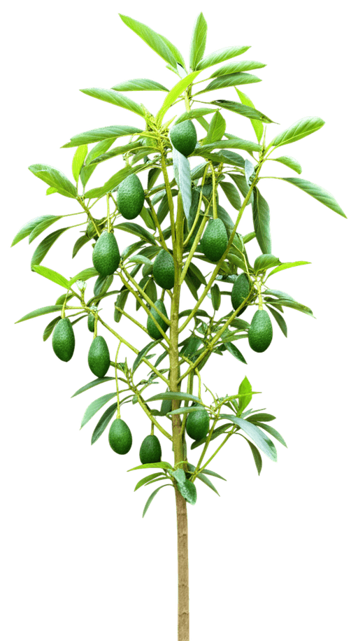Avocado Tree Bundle (Persea Americana) - Fruit Trees