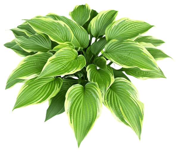 Patriot Hosta (Hosta 'Patriot') - Perennials