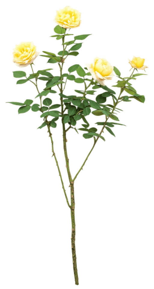 Peace Rose (Rosa 'Peace') - Ground Layers