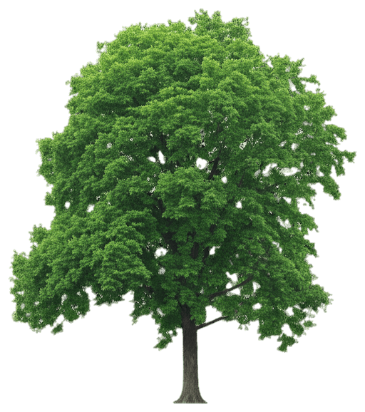 Pin Oak (Quercus Palustris) - Shade Trees