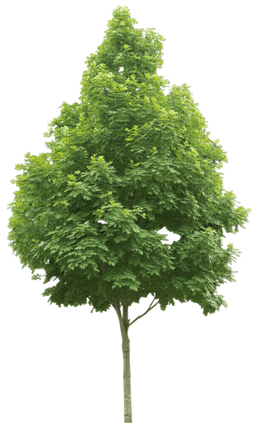 Oak, Swamp White (Quercus Bicolor) - Shade Trees