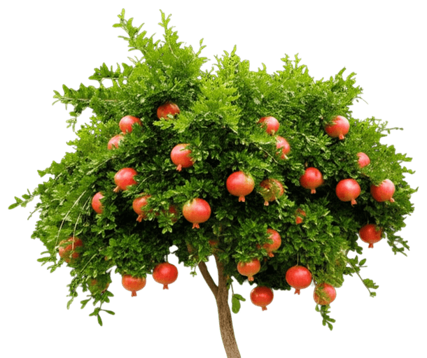 Texas Pink Pomegranate Tree (Punica Granatum) - Fruit Trees