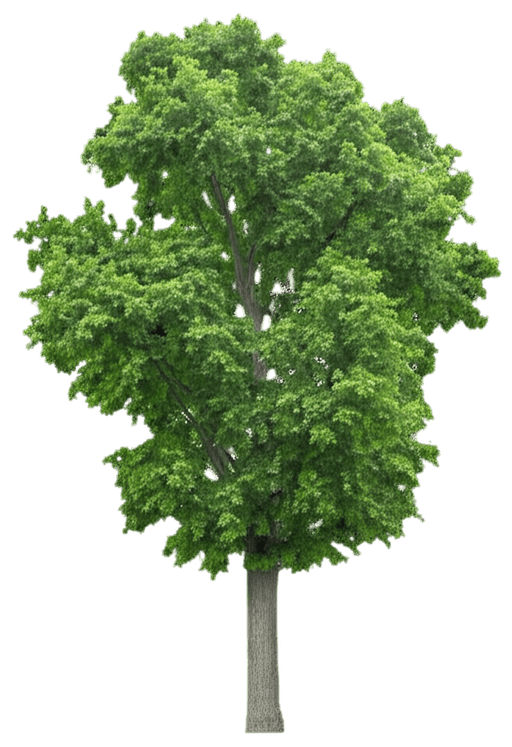 White Oak (Quercus Alba) - Shade Trees