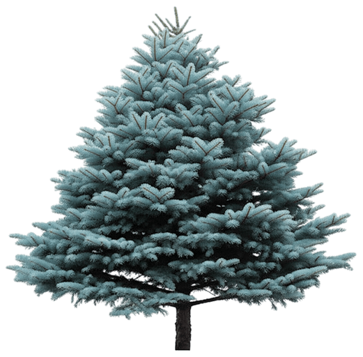 (Picea Glauca) - Evergreen Trees