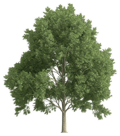 Willow Oak (Quercus Phellos) - Shade Trees