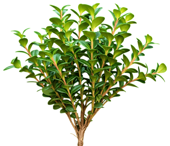 Wintergreen (Gaultheria Procumbens) - Ground Layers