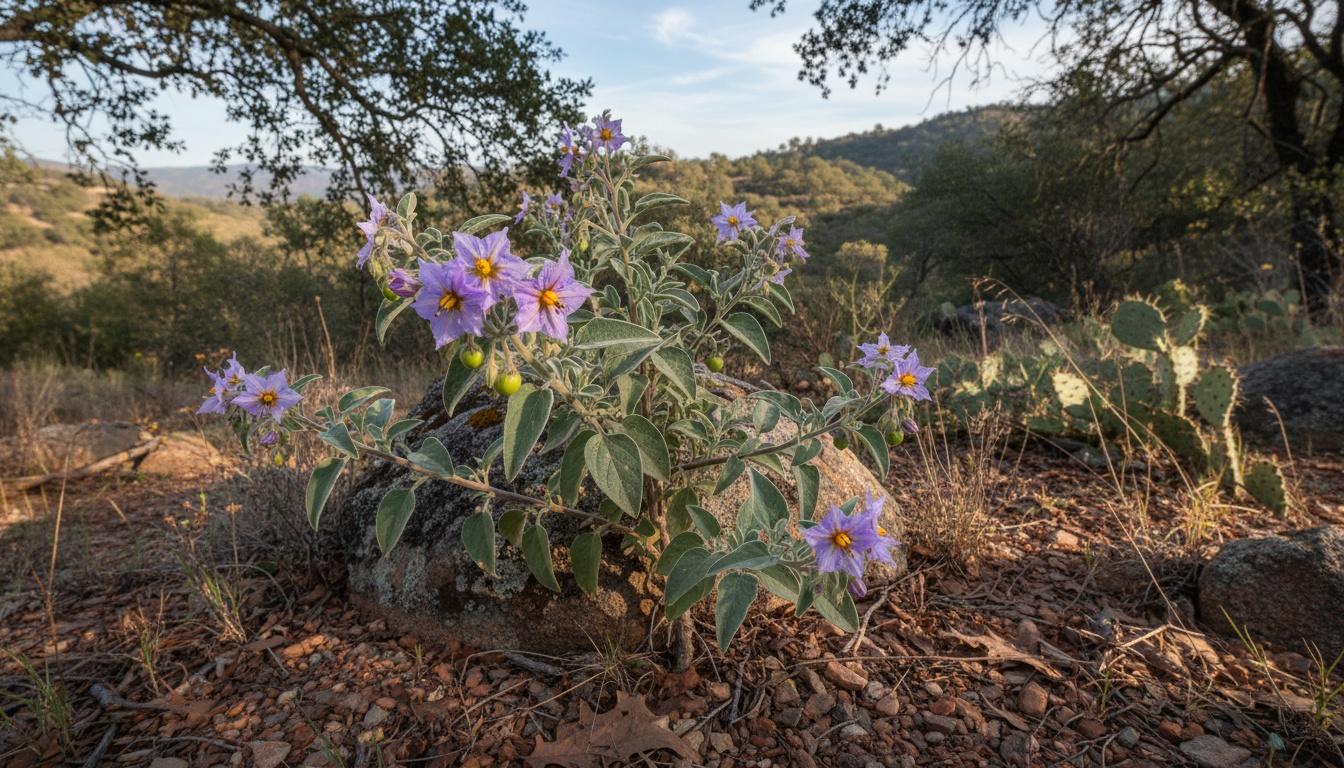 Bluewitch Nightshade (Solanum Umbelliferum) - Ground Layers