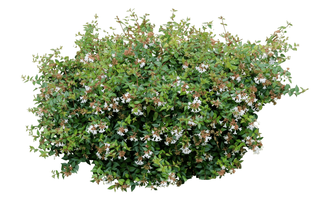 Rose Creek Glossy Abelia (Abelia X G. 'Rose Creek') - Ground Layers