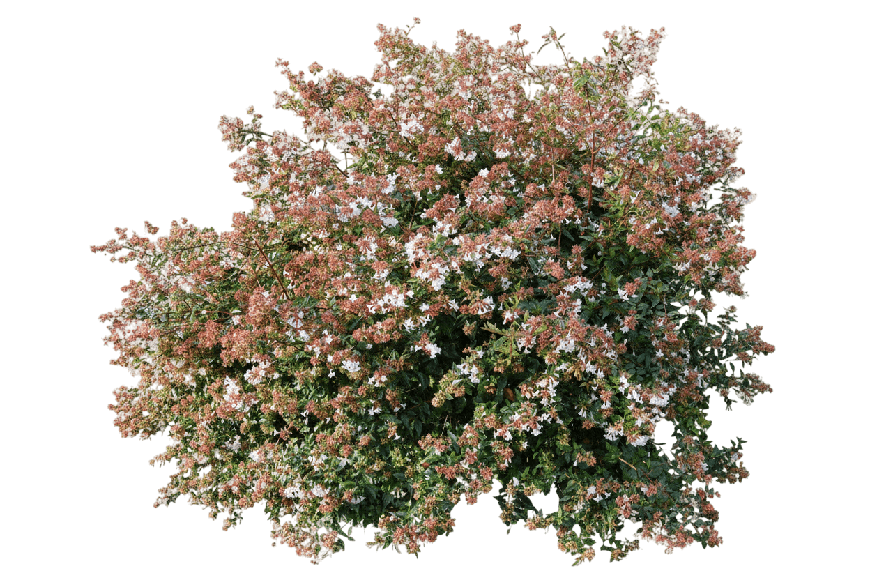 Variegated Abelia (Abelia X Grandiflora 'Kaleidoscope') - Ground Layers