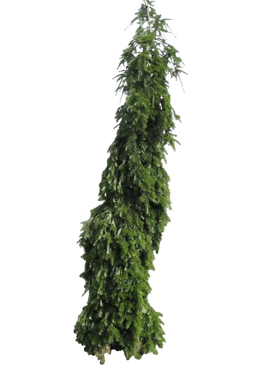 Pyramidal Silver Fir (Abies Alba 'Pyramidalis') - Evergreen Trees